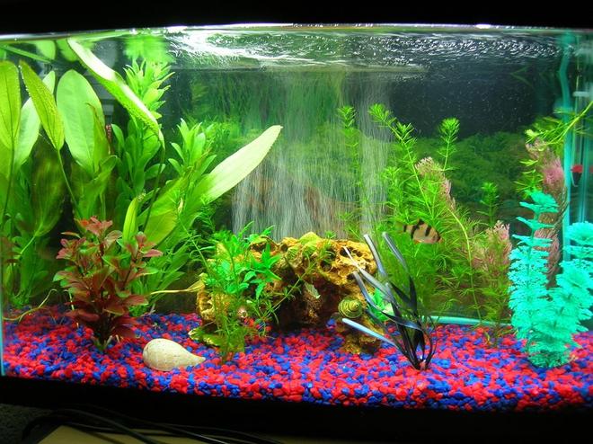 10 gallons planted tank (mostly live plants and fish) - 10 gallon with 4 Tiger Barbs, 2 Ghost Shrimp, and 1 Black Mystery Snail.