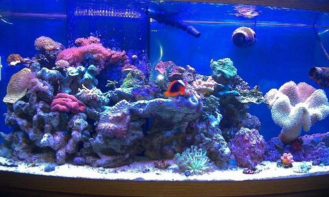 72 gallons reef tank (mostly live coral and fish) - Reef Tank
