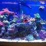 72 gallons reef tank (mostly live coral and fish) - Reef Tank