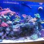 fish tank picture - Reef Tank