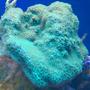 corals inverts - montipora capricornis - green apple cap coral stocking in 72 gallons tank - Montipora