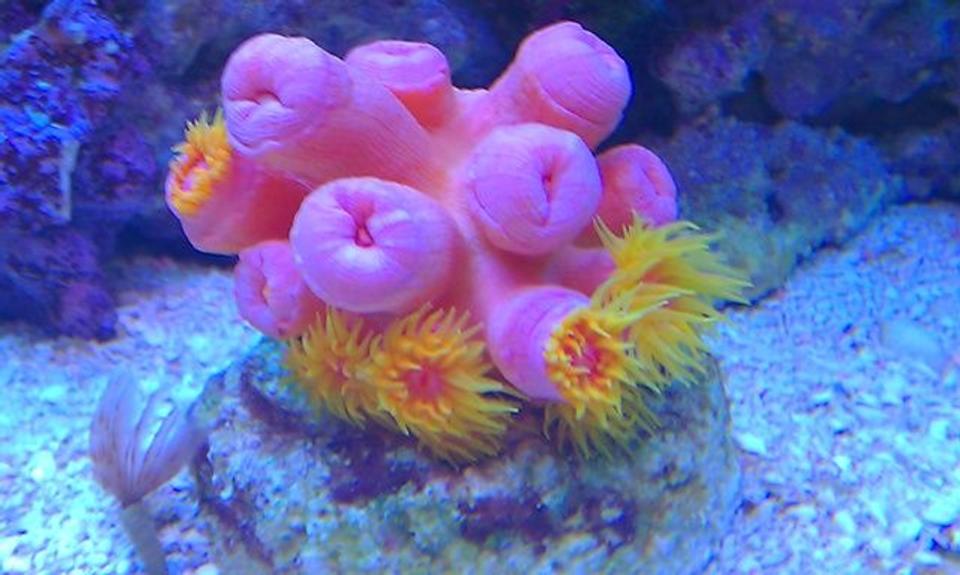 corals inverts - tubastrea faulkneri - orange sun coral stocking in 72 gallons tank - Pink Sun