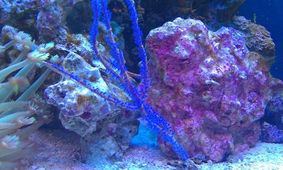corals inverts - acanthogorgia sp. - blue sea fan stocking in 72 gallons tank - Uhhh, Blue Stick?