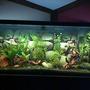 55 gallons planted tank (mostly live plants and fish) - This is my tank! It is very relaxing and I love it!