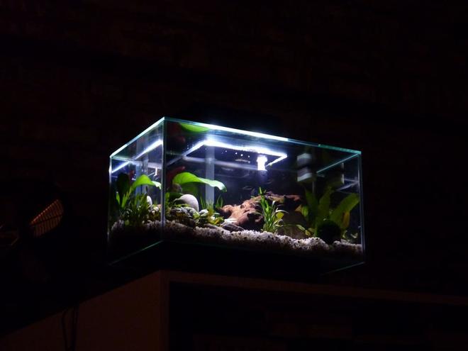 6 gallons planted tank (mostly live plants and fish) - Floating Edge.