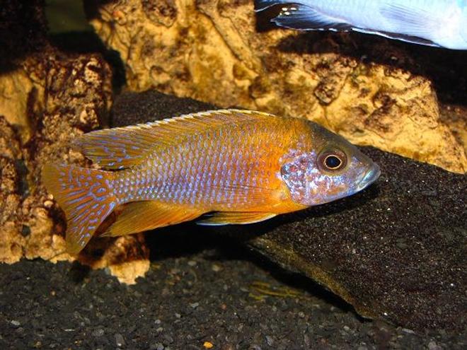 freshwater fish - aulonocara rubescens - ruby red peacock stocking in 137 gallons tank - Aulonocara var. ''Rubescens''