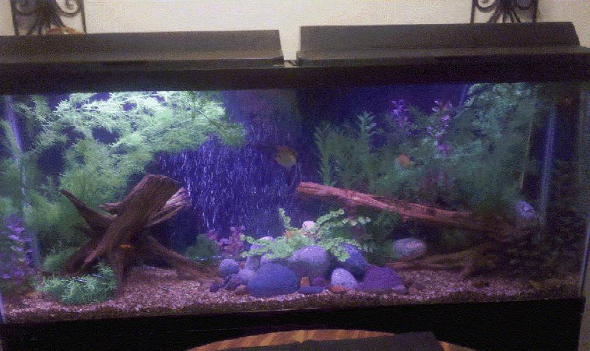 Rated #162: 55 Gallons Freshwater Fish Tank - First Big Tank. Yes I know compared to the a lot of other tanks, this one is tiny.  LoL