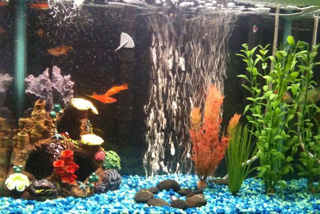 15 gallons freshwater fish tank (mostly fish and non-living decorations) - my first fish tank 15 gallons