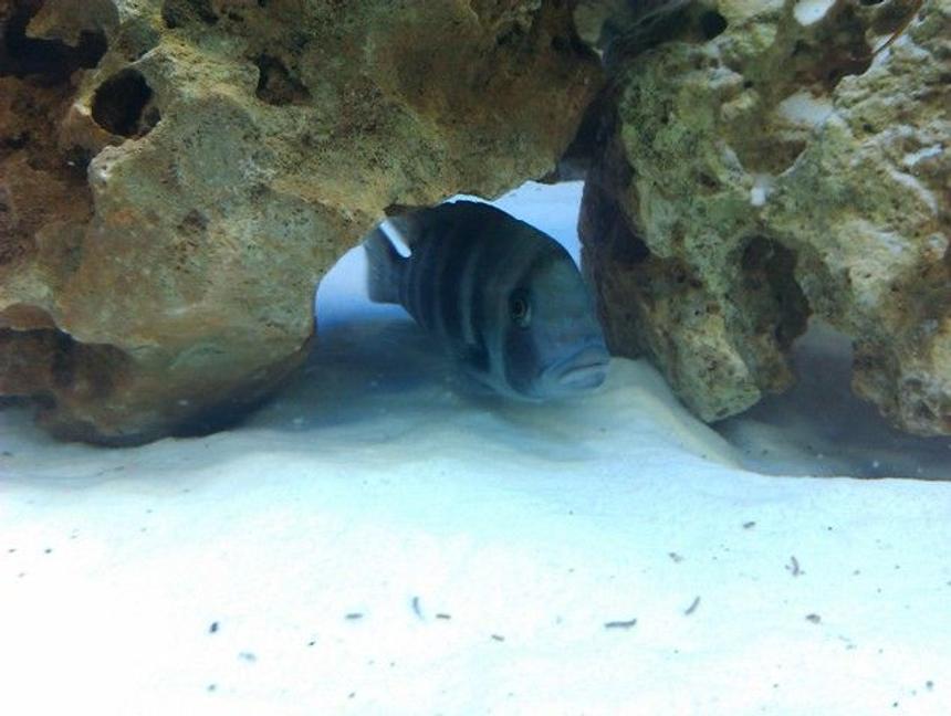 Rated #928: Freshwater Fish - Cyphotilapia Frontosa - Frontosa Cichlid Stocking In 160 Gallons Tank - Frontosa