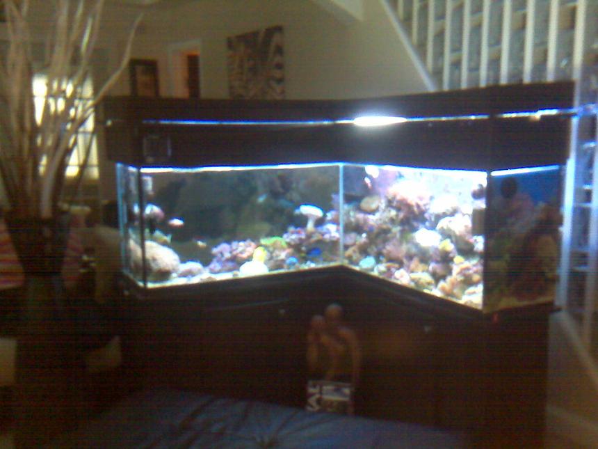Rated #52: 90 Gallons Reef Tank - My 90 gallon customize L shape reef and fish tank.