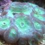 corals inverts - goniastrea sp. - goniastrea coral stocking in 90 gallons tank - green coral