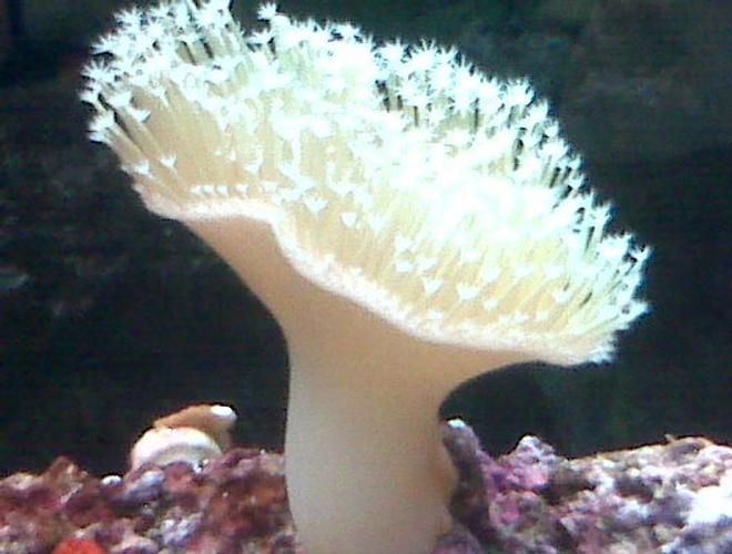 corals inverts - sarcophyton sp. - toadstool mushroom leather coral stocking in 90 gallons tank - white leather coral