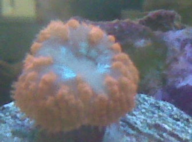 corals inverts - cynarina lacrymalis - button coral, cynarina stocking in 90 gallons tank - bright orange