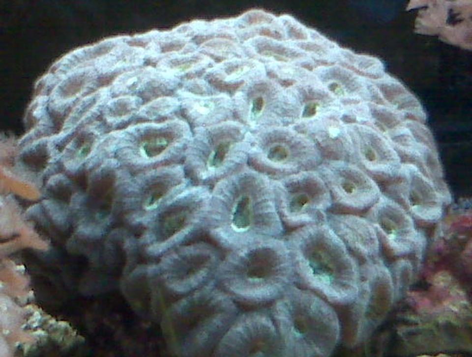 corals inverts - favia sp. - brain coral, pineapple stocking in 90 gallons tank - beautiful
