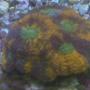 corals inverts - acanthastrea echinata - acan brain coral stocking in 90 gallons tank - colorful