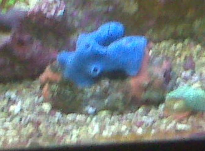 corals inverts - haliclona sp. - blue sponge stocking in 90 gallons tank - blue sponge