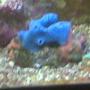 corals inverts - haliclona sp. - blue sponge stocking in 90 gallons tank - blue sponge
