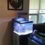 29 gallons reef tank (mostly live coral and fish) - our new reeftank, day one.