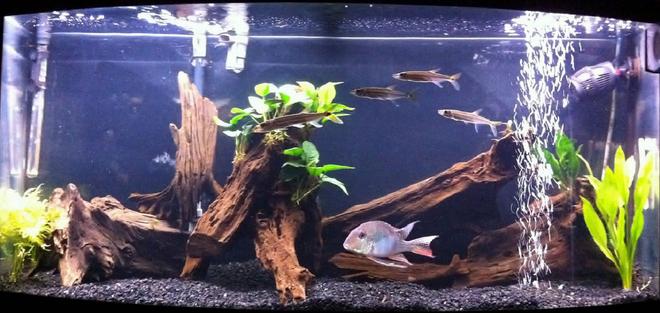 72 gallons planted tank (mostly live plants and fish) - 72 Gallon Bowfront
Fish:
Geophagus Jurupari
4 Freshwater Barracudas
Pictus Catfish 
Plants:
Anubias on Driftwood, Java Jern, Amazon Sword
Setup:
Natural Driftwood, Fluvala 404 Filtration Koralia Evolution Powerhead, @ 46" Sunglo blubs
