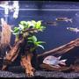 72 gallons planted tank (mostly live plants and fish) - 72 Gallon Bowfront Fish: Geophagus Jurupari 4 Freshwater Barracudas Pictus Catfish Plants: Anubias on Driftwood, Java Jern, Amazon Sword Setup: Natural Driftwood, Fluvala 404 Filtration Koralia Evolution Powerhead, @ 46" Sunglo blubs