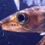 freshwater fish - sphyraena flavicauda - yellowtail barracuda stocking in 72 gallons tank - YellowTail Barracuda (close up)