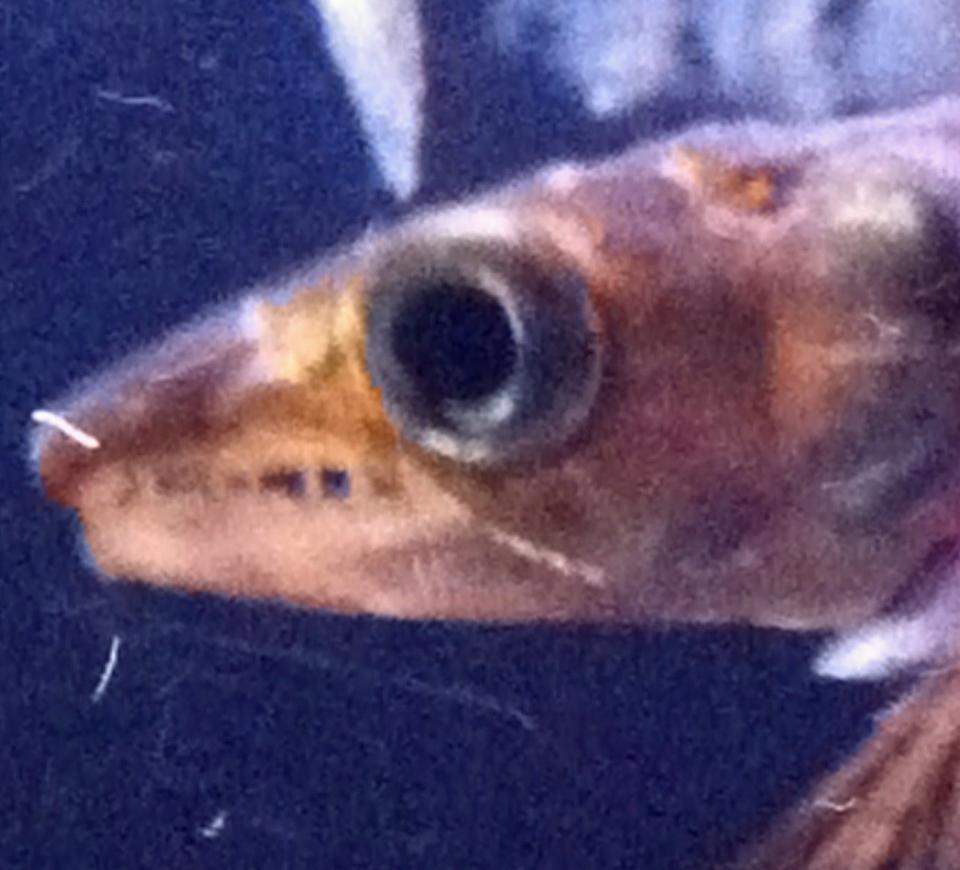 freshwater fish - sphyraena flavicauda - yellowtail barracuda stocking in 72 gallons tank - YellowTail Barracuda (close up)