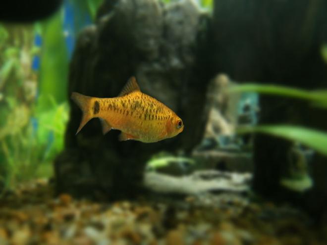 freshwater fish - puntius sachsii - gold barb stocking in 15 gallons tank - Gold barb entering rocky tunnel.