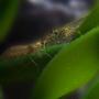 corals inverts - paleomonetes sp. - ghost shrimp stocking in 15 gallons tank - Ghost shrimp couple on some leaves.