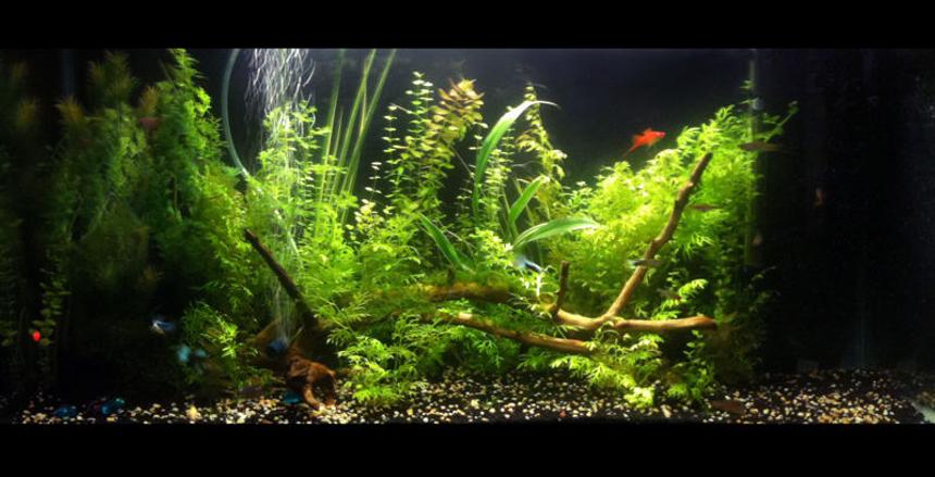 Rated #46: 33 Gallons Planted Tank - my first planted aquarium... set up for about 7 months now. 10Hr's photo period, L.E.D moon lights. No C02 system. Internal filter pump filled with active carbon. Water is around 25-26 degrees celcius. Excel is used for plant carbon... no algae problems visible.