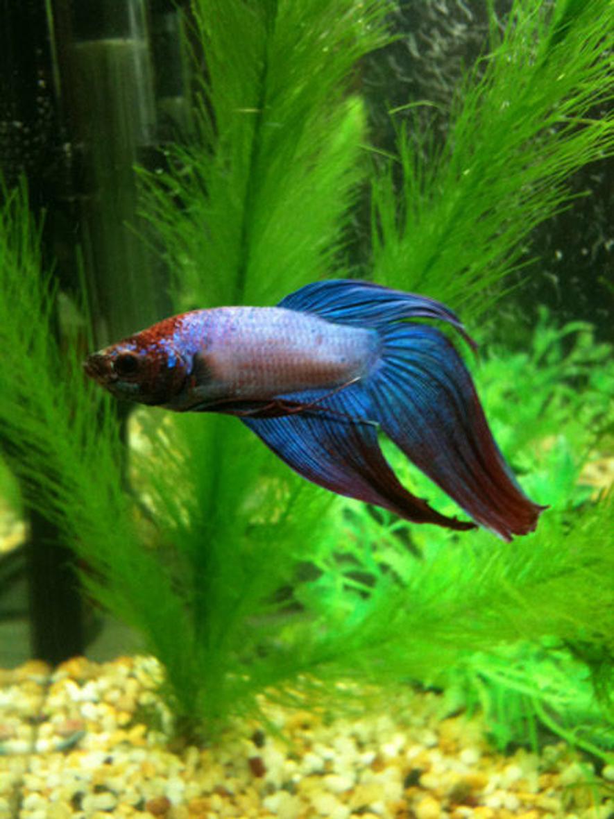 Rated #88: Freshwater Fish - Betta Splendens - Betta - Male Stocking In 33 Gallons Tank - my betta fish in a 12 litre set up...internal filter filled with active carbon. heater is set at around 26 degrees celcius. gravel fake plants and some java moss.