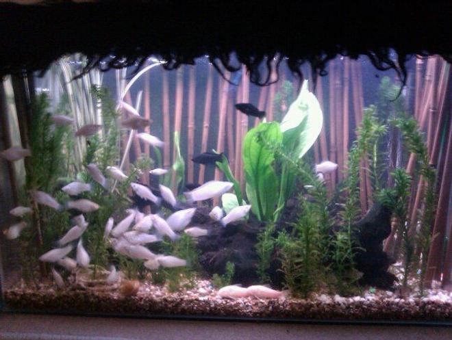 20 gallons planted tank (mostly live plants and fish) - pic #1