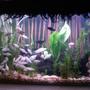 20 gallons planted tank (mostly live plants and fish) - pic #1