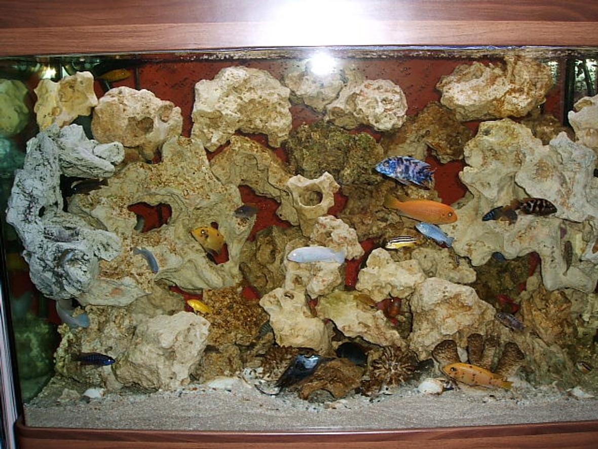 220 gallons freshwater fish tank (mostly fish and non-living decorations) - my cichlid aquarium