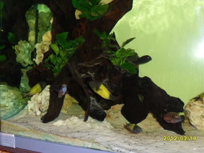 80 gallons freshwater fish tank (mostly fish and non-living decorations) - my tropheus ikola