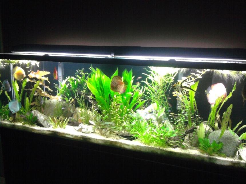 Rated #22: 135 Gallons Planted Tank - Planted Discus Tank