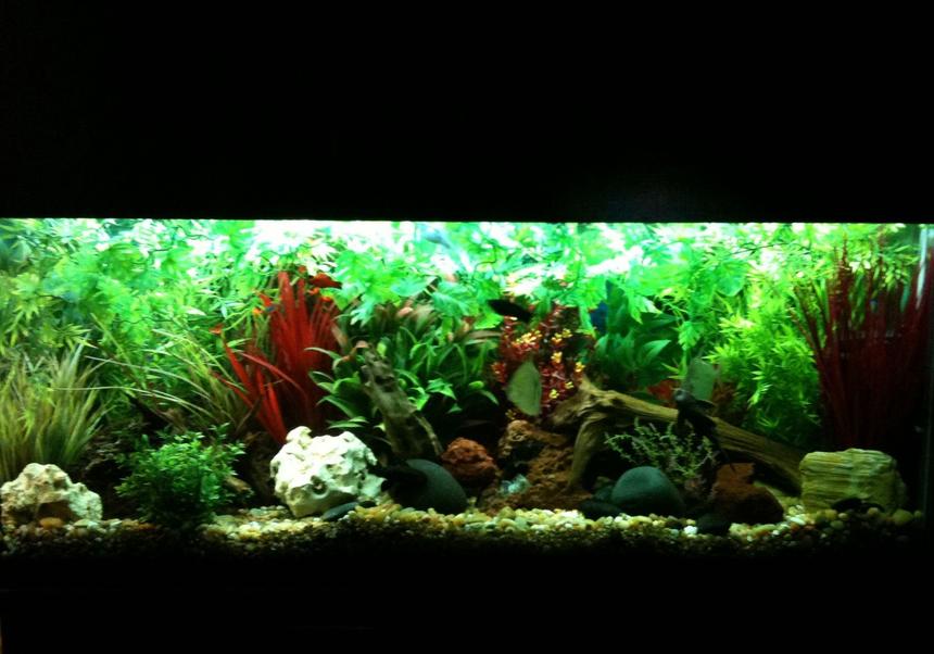 Rated #34: 55 Gallons Planted Tank - Overall view of the 55 gallon freshwater aquarium