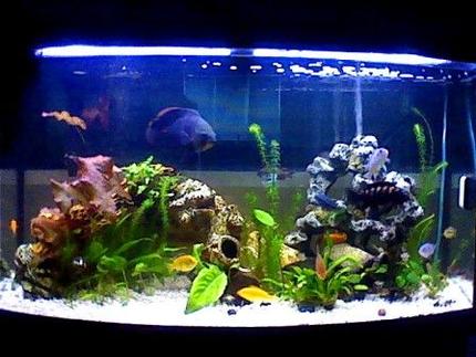 47 gallons planted tank (mostly live plants and fish) - 47gallon mostly cichlids. if anyone has any advice they would like to give me please feel free to comment
Sorry for the low quality pictures