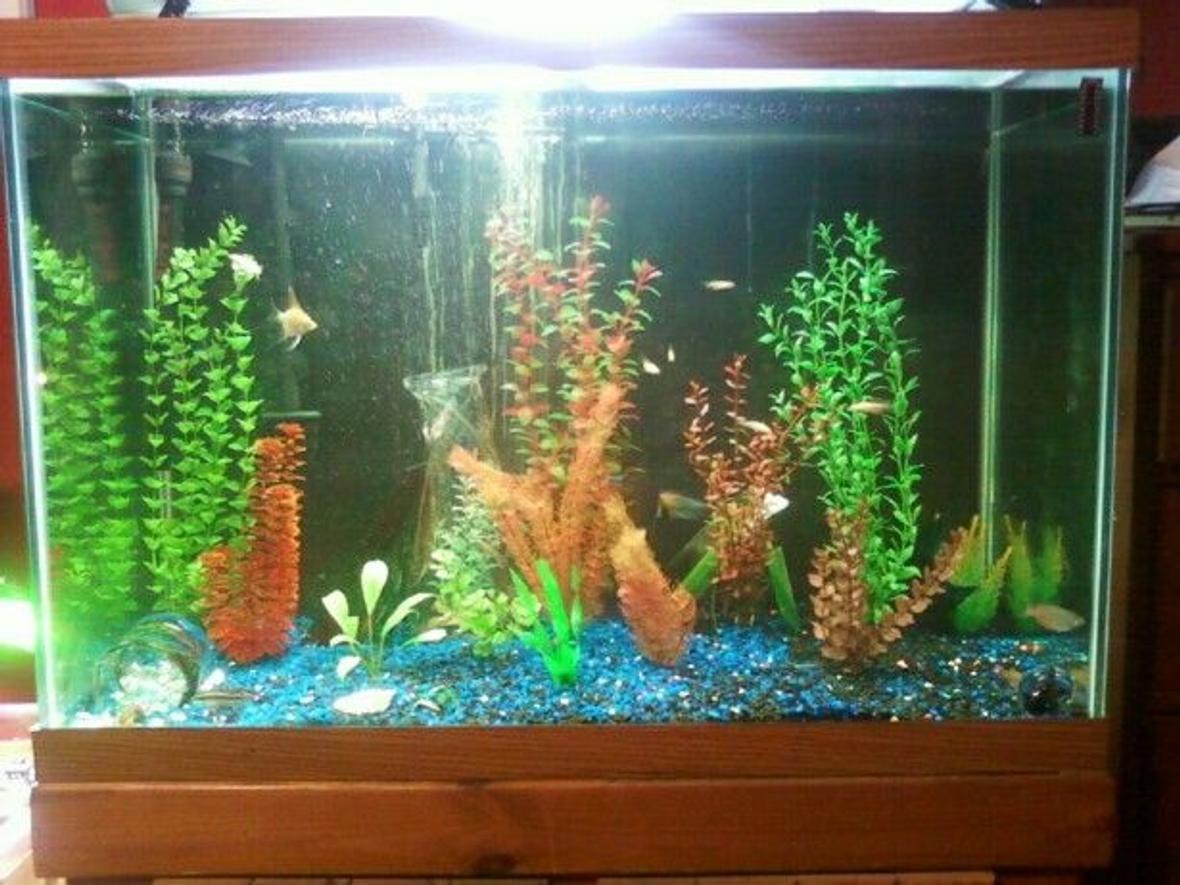 65 gallons freshwater fish tank (mostly fish and non-living decorations) - United Nations Tank. This tank has at least one aquatic animal from every continent except Europe.