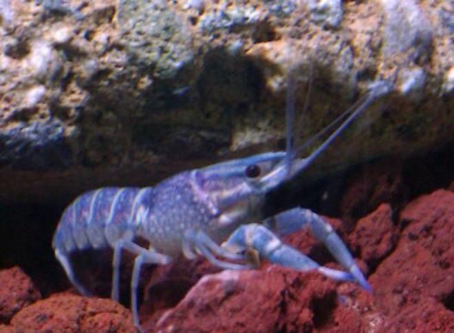 corals inverts - procambarus sp. - hammers cobalt blue lobster stocking in 110 gallons tank - Blue lobster