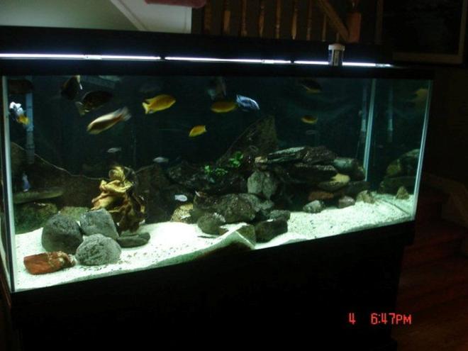 75 gallons freshwater fish tank (mostly fish and non-living decorations) - African cichlid tank 220g planted