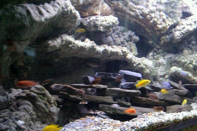 150 gallons freshwater fish tank (mostly fish and non-living decorations) - fish tank