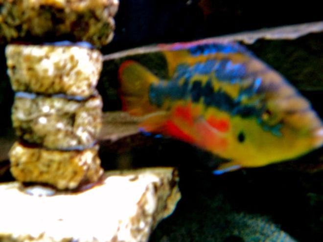 freshwater fish - nandopsis salvini - salvini cichlid stocking in 90 gallons tank - salvini cichlid
