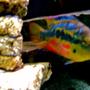 freshwater fish - nandopsis salvini - salvini cichlid stocking in 90 gallons tank - salvini cichlid