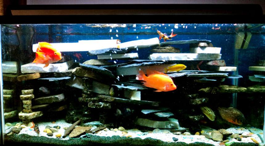 Rated #1704: 90 Gallons Freshwater Fish Tank - most aggressive tank ever!