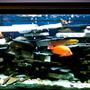 90 gallons freshwater fish tank (mostly fish and non-living decorations) - most aggressive tank ever!