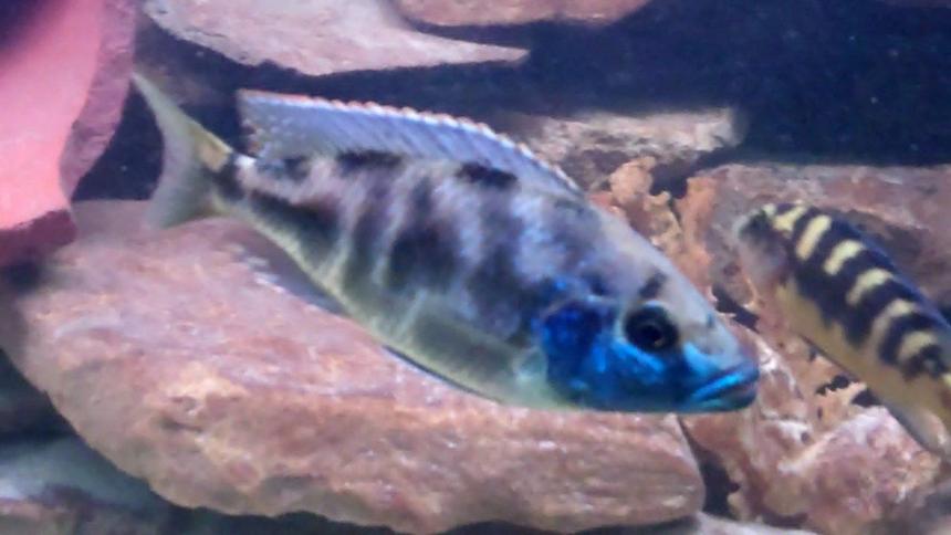 Rated #96: Freshwater Fish - Nimbochromis Venustus - Venustus Cichlid Stocking In 55 Gallons Tank - Livingstoni/peacock Father of 23 fry! Beautiful 8" fish one of the tank dominants with 7 egg spots.