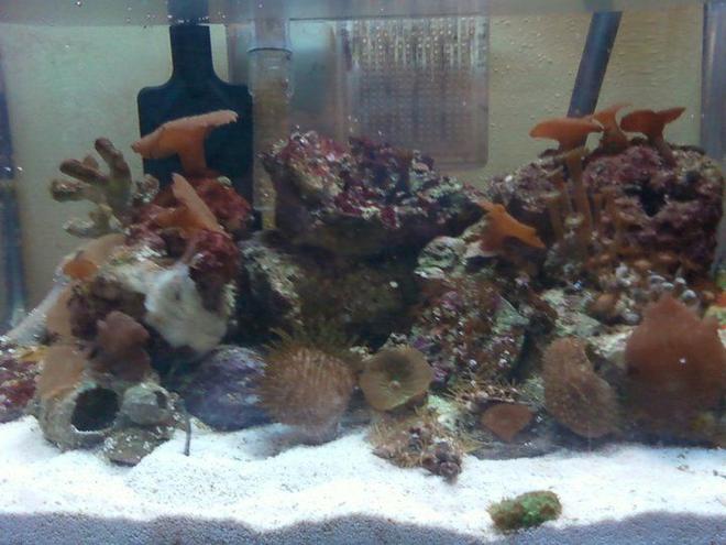 3 gallons reef tank (mostly live coral and fish) - My Baby