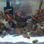 3 gallons reef tank (mostly live coral and fish) - My Baby