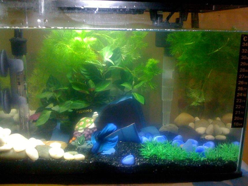 Rated #170: 5 Gallons Planted Tank - my tank
