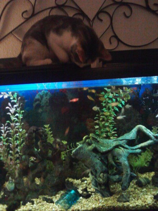 55 gallons freshwater fish tank (mostly fish and non-living decorations) - My 55 gallon tank